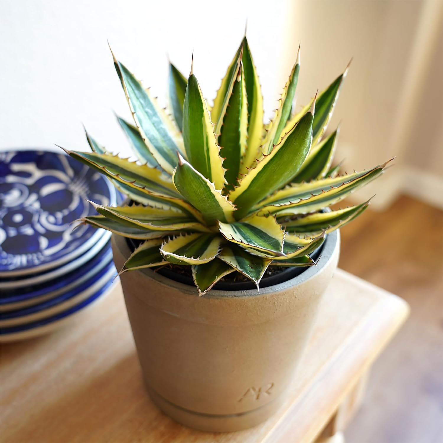 Altman Plants lophantha Quadricolor Agave Plant, Exotic Succulent, Live Plant Decor, Exotic Plants & Rare Plants, Real Plants Live Succulents Plants Live Houseplants, Rare Succulent Plants Live Plants