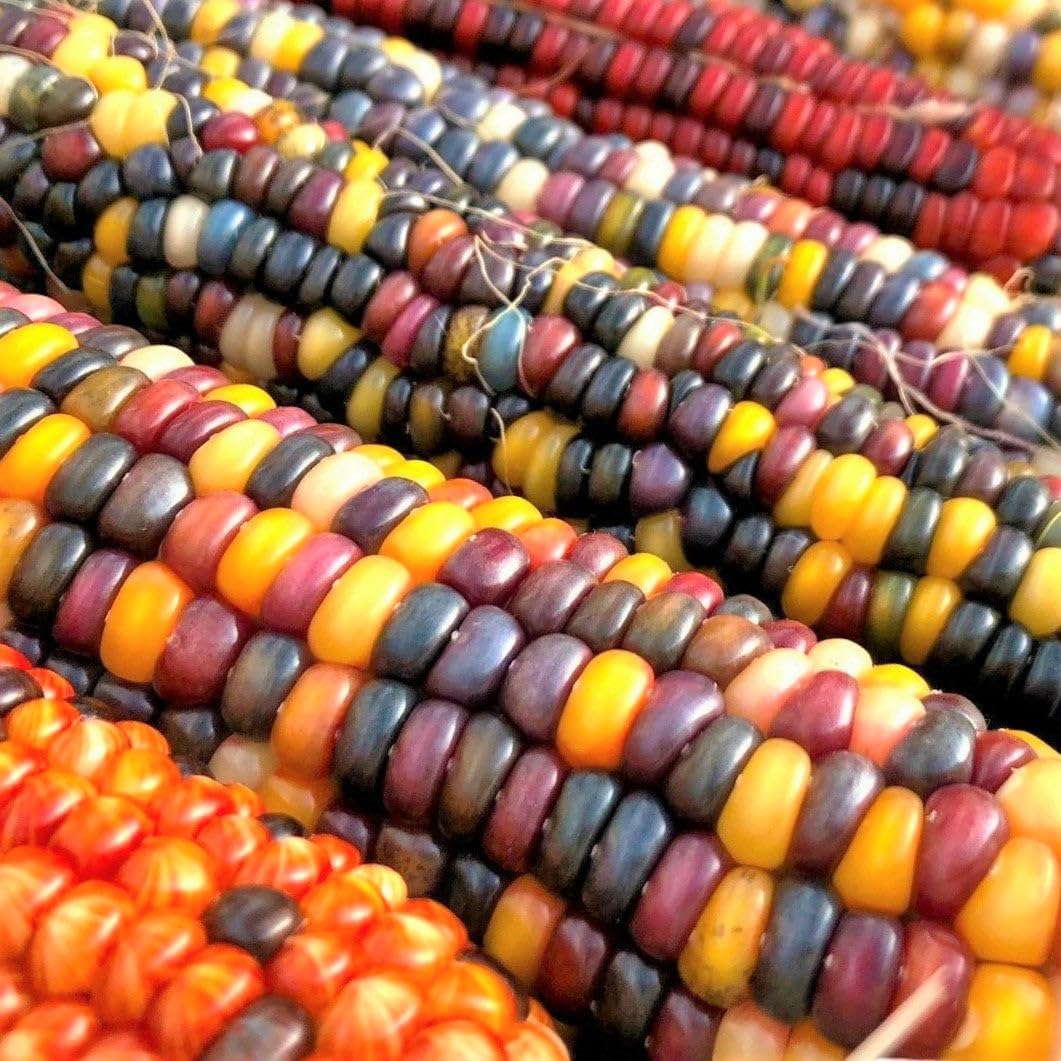 TomorrowSeeds - Fiesta Ornamental Corn Seeds - 1/2 Pound - Treated ~ 900+ Count - For 2026 Planting Hybrid Maize Native American Flint Calico Colors Popcorn Untreated Vegetable Grow Your Own Home Farm