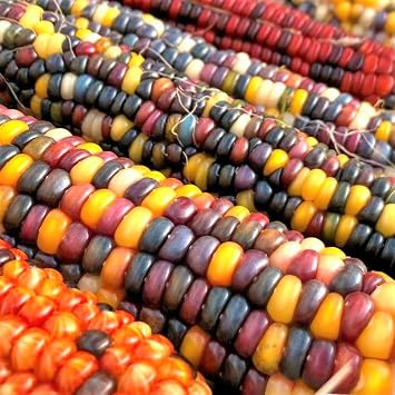 TomorrowSeeds - Fiesta Ornamental Corn Seeds - 1/2 Pound - Treated  900+ Count - For 2026 Planting Hybrid Maize Native American Flint Calico Colors Popcorn Untreated Vegetable Grow Your Own Home Farm