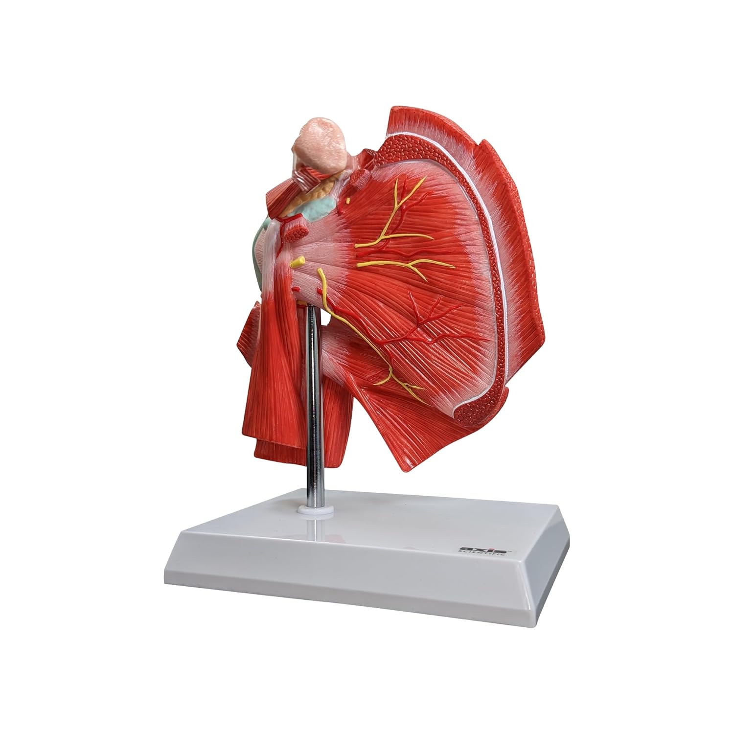 Muscled Shoulder Joint Model – Shows Complete Shoulder Musculature from Rotator Cuff to Subscapular Muscles – Includes Base, Product Manual, Made by Axis Scientific