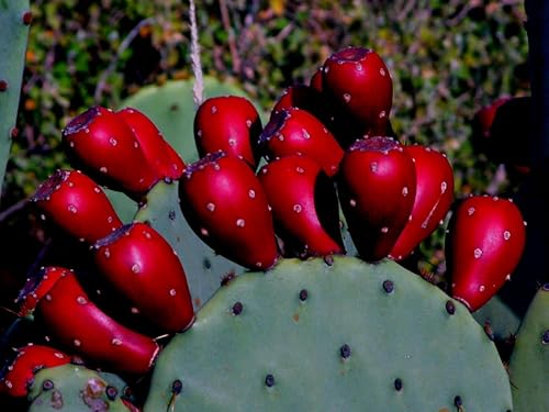 Sweet Red Prickly Pear Cactus Fruit! 10 semillas. (Figura india) Dureza a Zona 4.