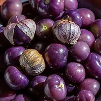 Vista 3 de Purple Tomatillo Seed for Planting - 100+ Rare Mexican Husk Tomato Seeds in Your Home Garden - Non-GMO Heirloom Seeds