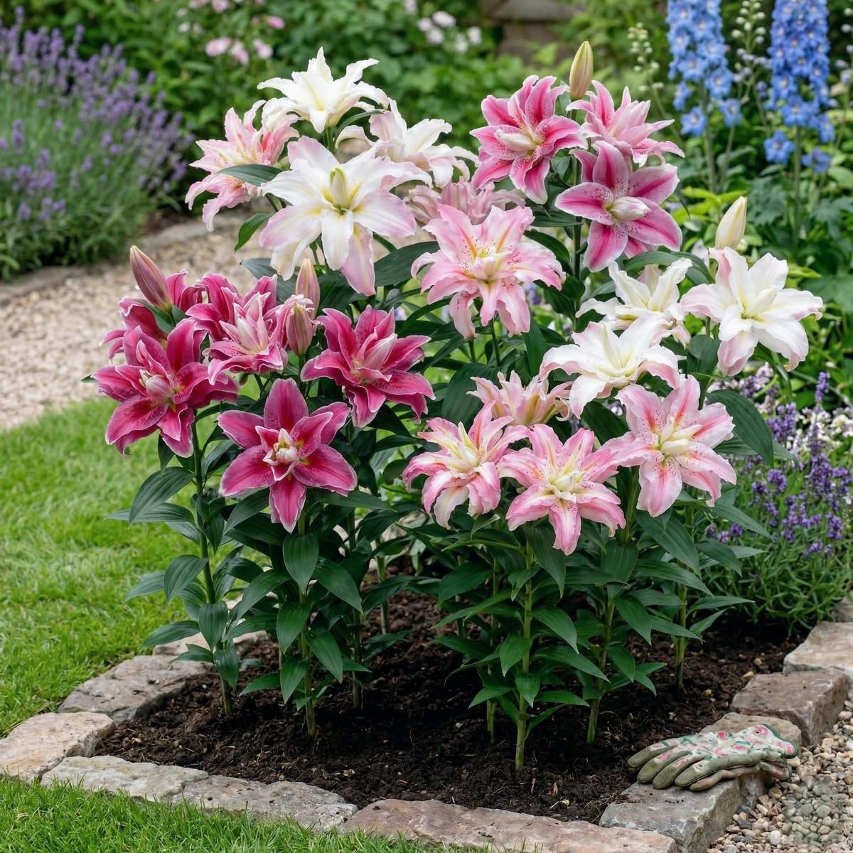 10 Double Gigli Cipolle Collezione Orientale, 5 varietà profumate, 2 di ogni colore, esclusive bulbi perenni miscela resistente all'inverno per giardino (grandi tuberi, senza semi)