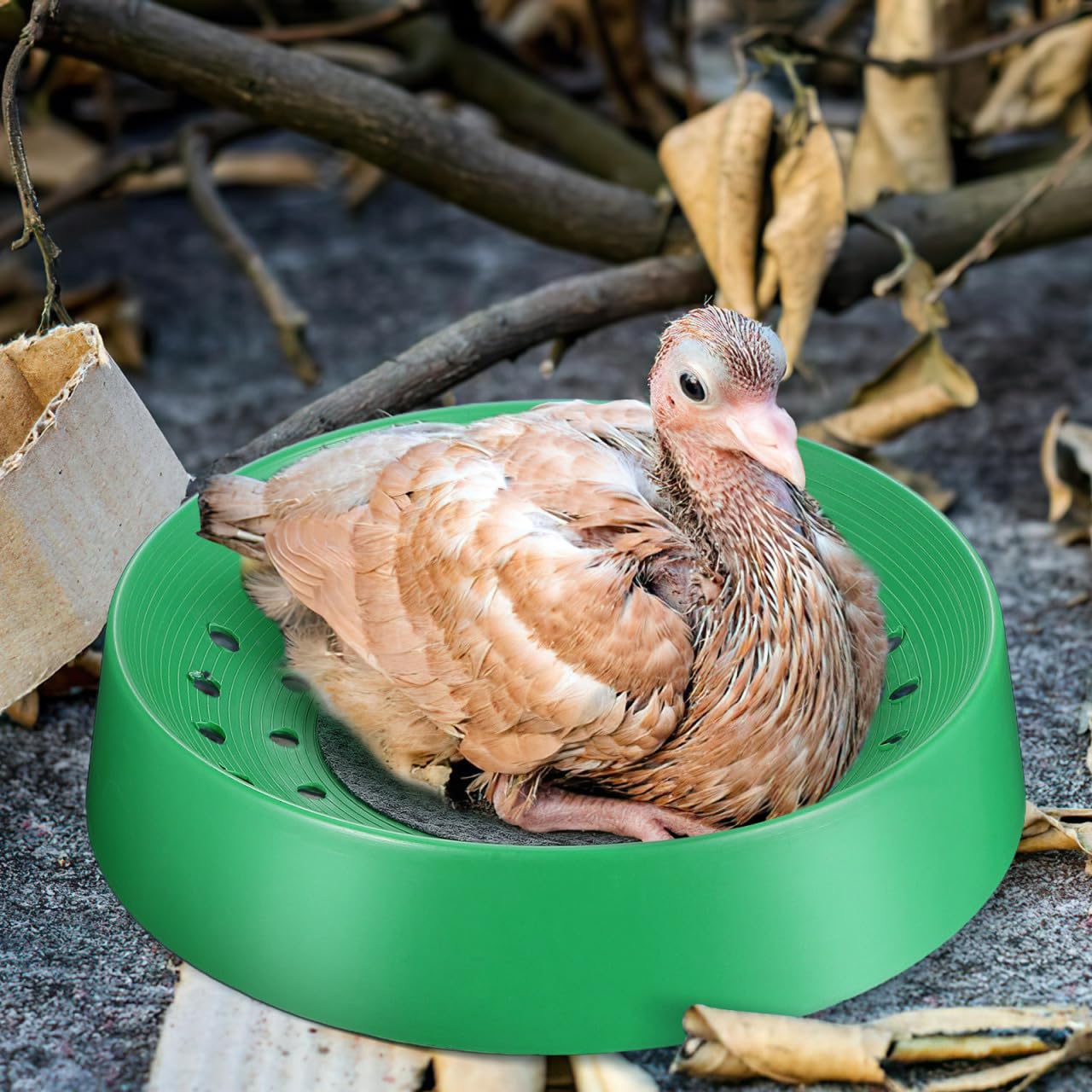balacoo Juego de 10 cuencos de plástico para anidar palomas para pájaros y palomas