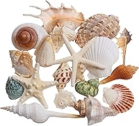 JQAQJU Mixed Beach Sea Shells 20 Kinds with Starfish, 1.5-5.5" Large Natural Conch for Home Decor, Crafts, Beach Party, Aquarium Vase Filler