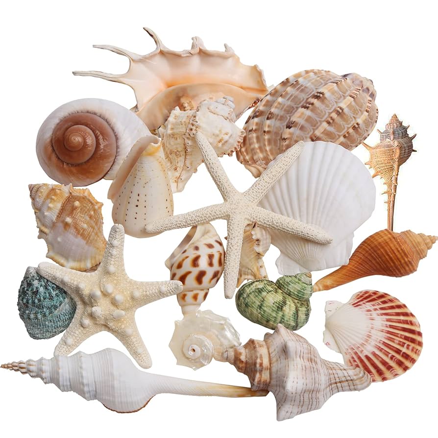 Amazon.com: JQAQJU Sea Shells Mixed Beach Seashells 20 Kinds