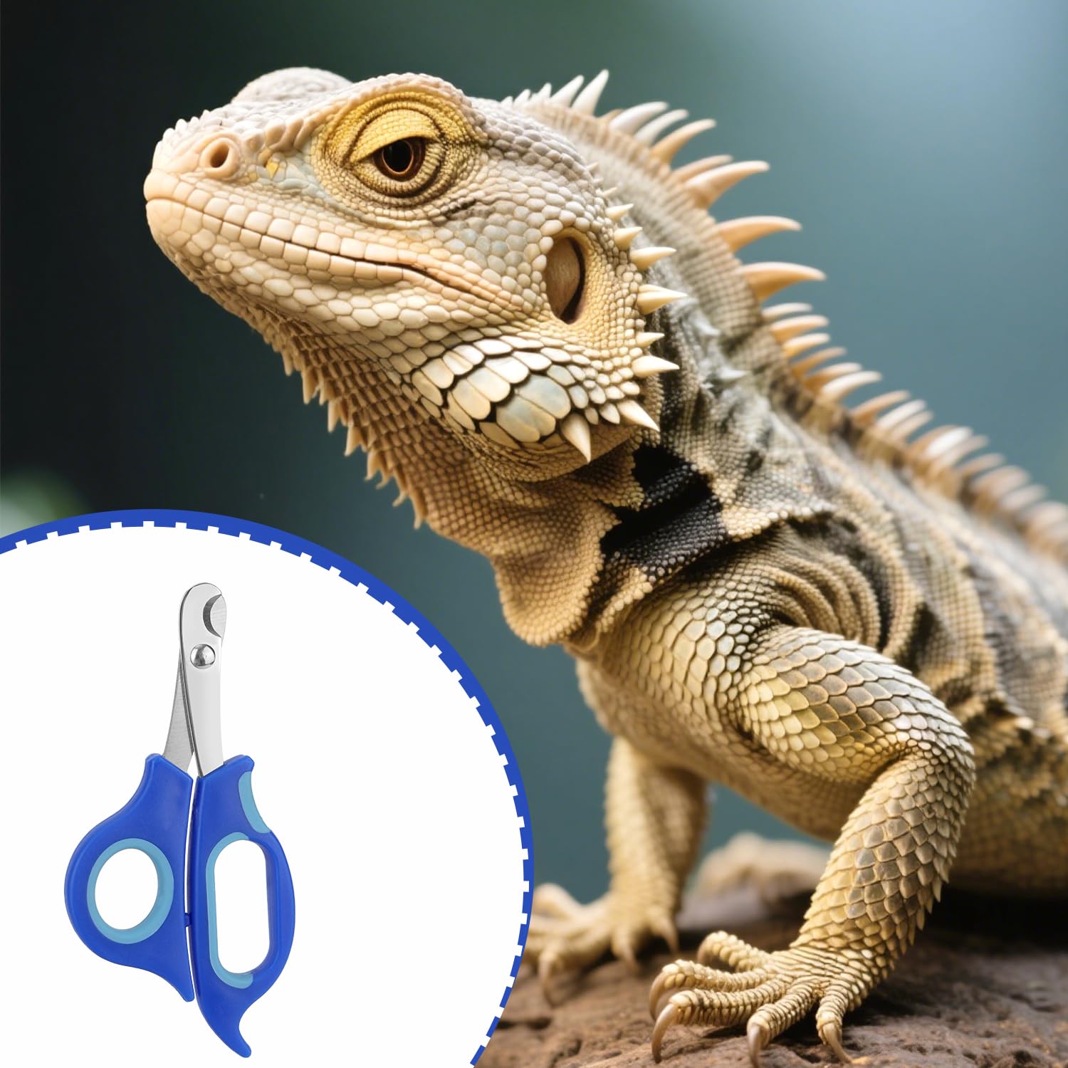 BOXOB Coupe-Ongles pour Dragon Barbu, Coupe-Ongles Orteils en Acier Inoxydable Outil de Toilettage Professionnel Reptiles avec Bords Inclinés Précis pour Petits Reptiles