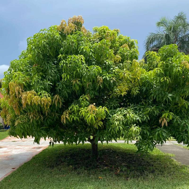 Semi Dwarf Mango Tree Live Plant Grafted, 2–3 Feet Tall in 3 Gallon Pot, Sweet Tropical Mango Fruit Tree