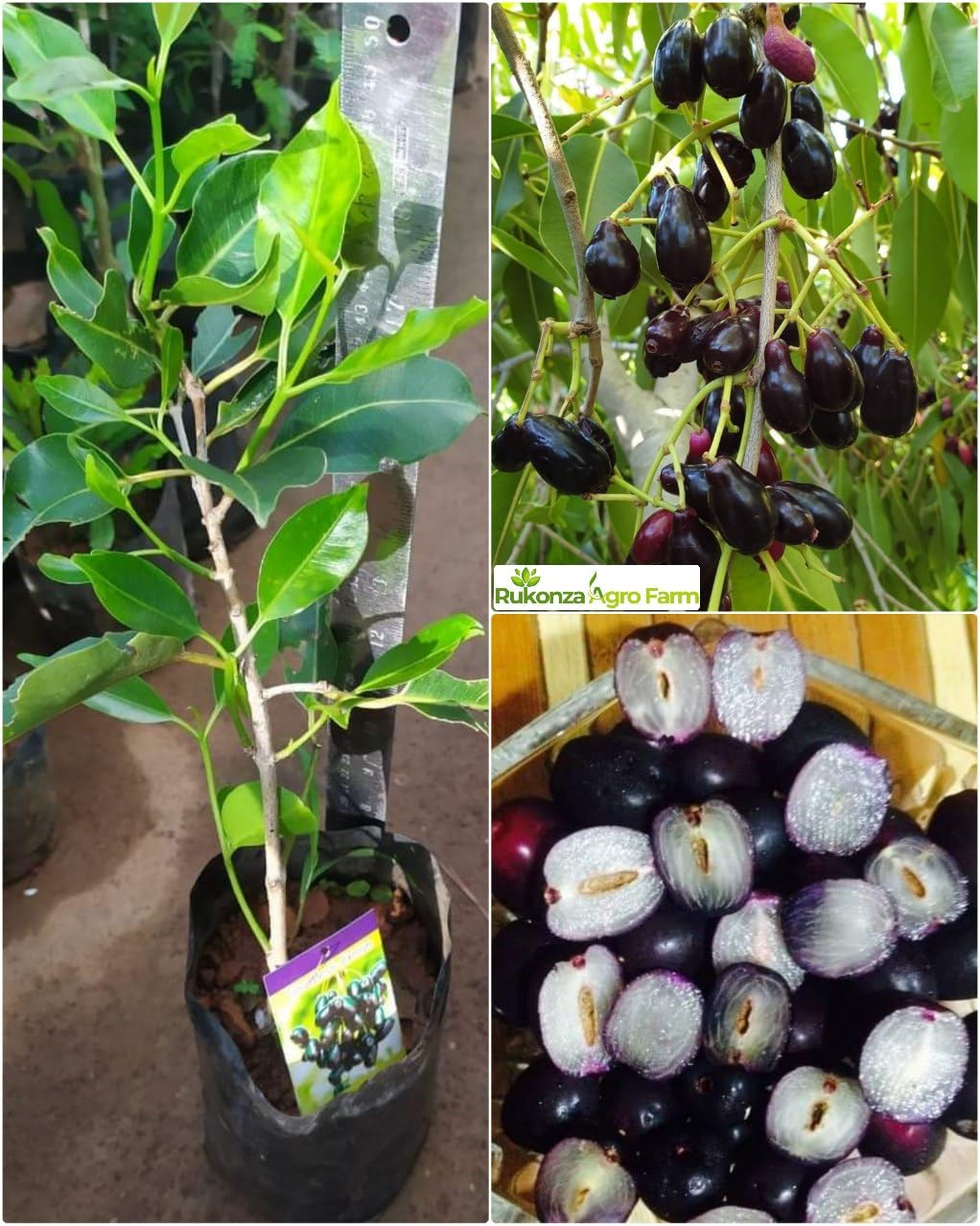 Rukonza Thai King Black Seedless Jamun Grafted Plant - Hybrid Super Yielding Early Fruting Live Tree, Pack of 1 Healthy Plant Height 2-3 Feet (B0DB2J58F3) Amazon Price History, Amazon Price Tracker