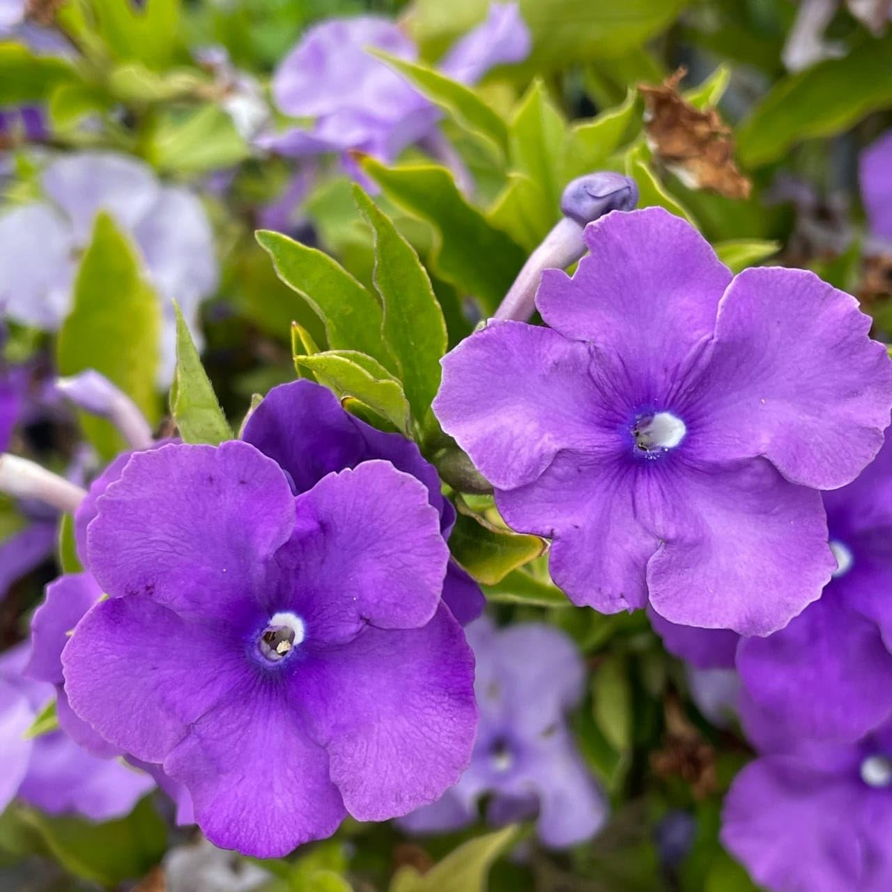 Hybrid Today, Tomorrow, Yesterday Live Flower Plant - (Indonesian