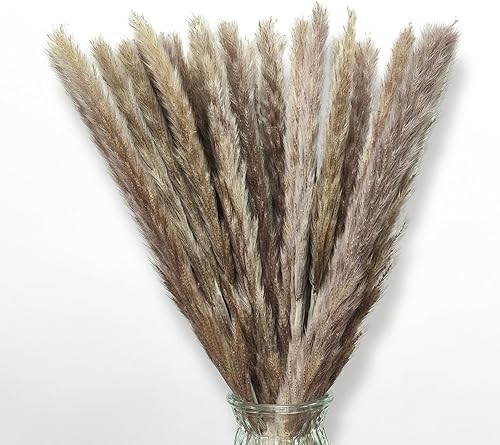 Miniatura 9 de 30 piezas pequeñas de hierba de las pampas secas de flores secas naturales decoración de hierba seca de junco, flor eterna de pampas, hierba seca