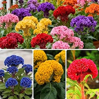 100pcs Celosia Plumosa Flower Seeds for Planting Non-GMO Plumed Flame Cockscomb, Bright Vibrant Colors, Ornamental Blooms for Garden, Pots & Borders
