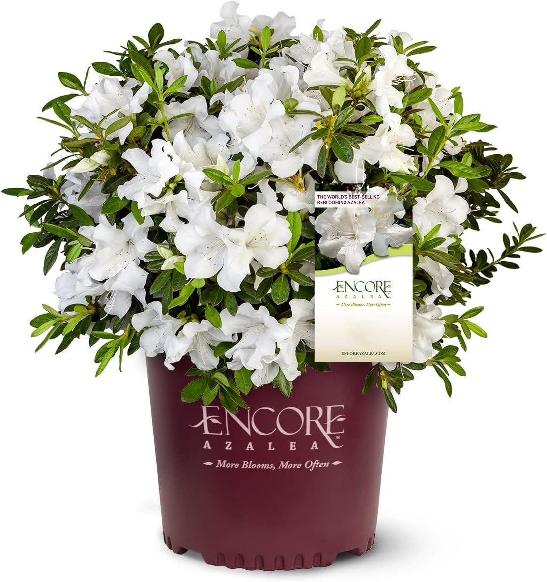 Autumn Angel Azalea - 3 gal - Encore Azalea - Dwarf Evergreen Shrub - Fragrant Pure White Blooms - Spring to Fall Blooms - Zones 7-10 - Rhododendron ‘Robleg’ PP15227-3 Gallon Pot