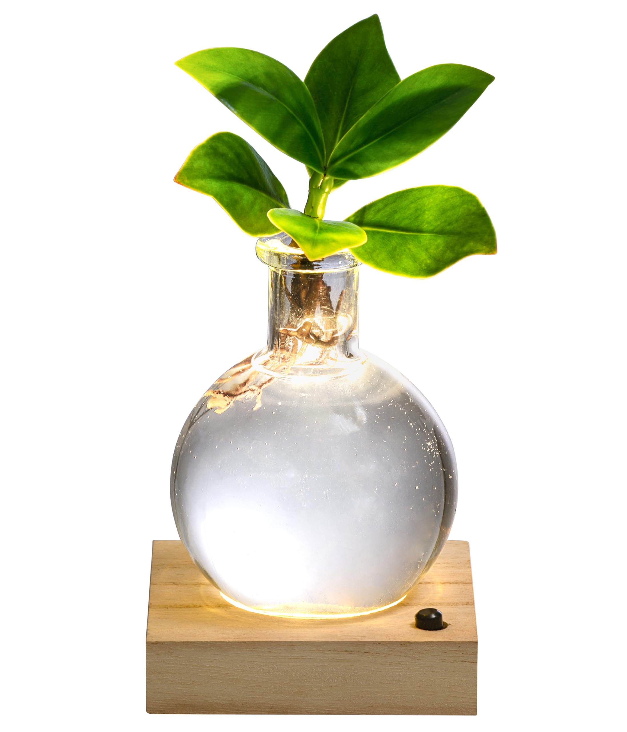 Dehner Waterplant Balsamapfel, Clusia rosea Princess, Wasserpflanze im  Kugelglas, mit Holzuntersetzer und LED-Beleuchtung, 20 x 9 x 9 cm,  Zimmerpflanze : Amazon.de: Garten