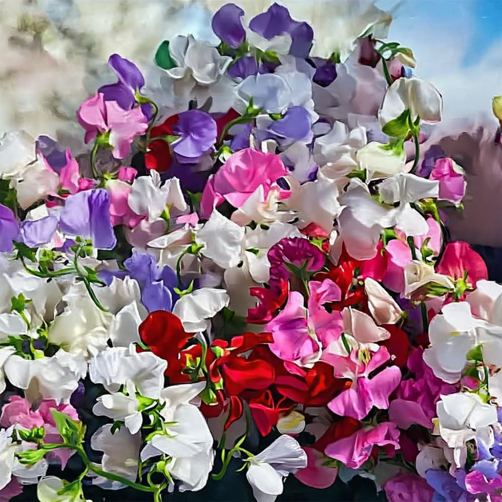 Sweet Pea Tall Mix Seeds β Climber with Large Scented Blooms β Hardy Annual β for Your Beautiful Garden