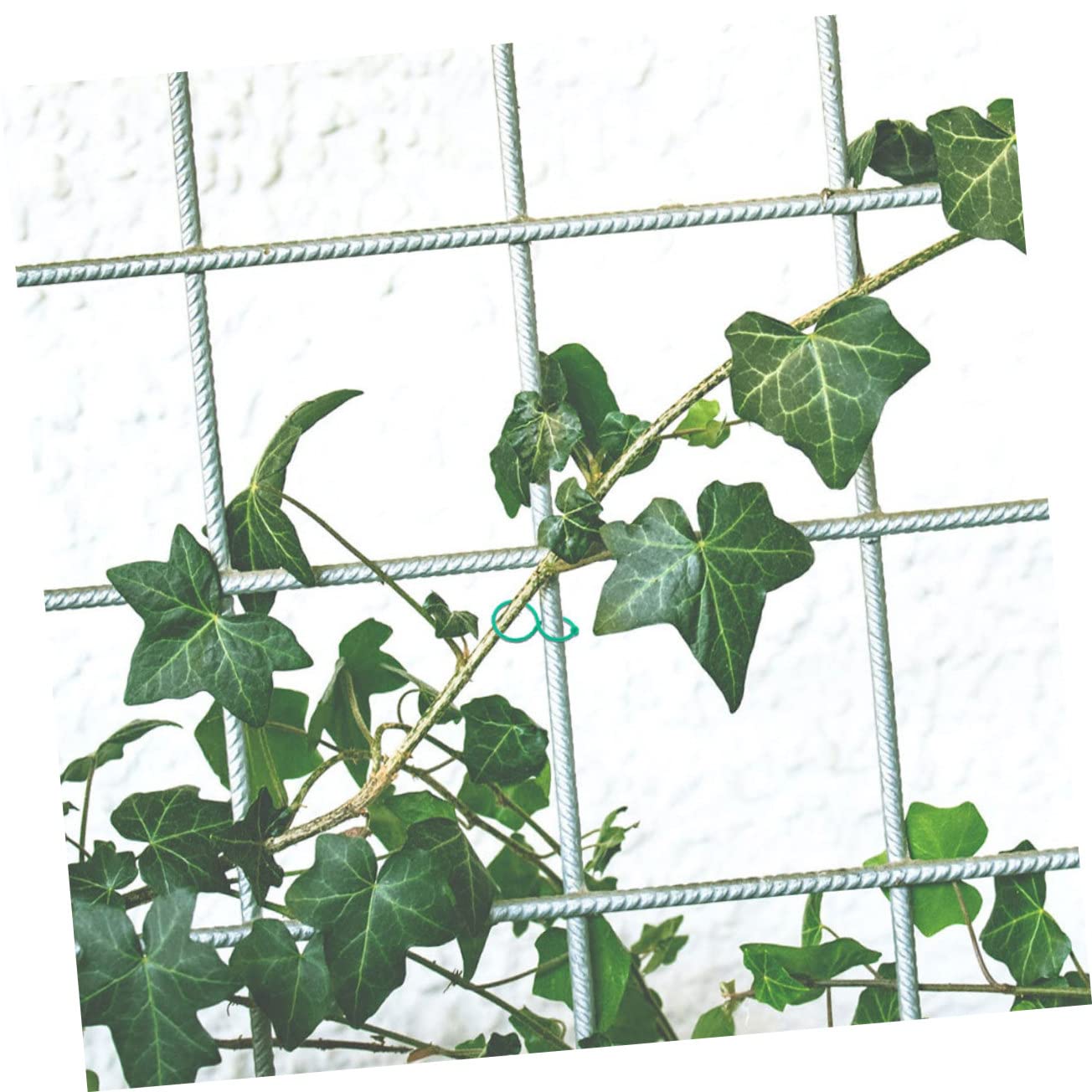 UPKOCH 5 Sätze Pflanzen Clips Wetterfeste Garten Klammern Für Pflanzenstämme Und Wiederverwendbare Clips Zur Unterstützung Von Tomaten Und Anderen Pflanzen Zu Bedienen Und 100 Stück * 5