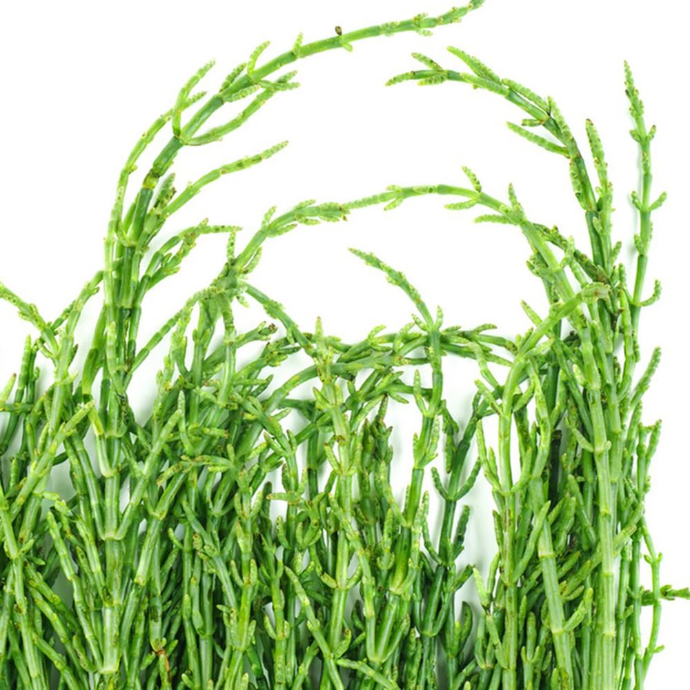 Semi di asparagi di mare - giardino di Salicornia europaea, vecchi, 300pcs
