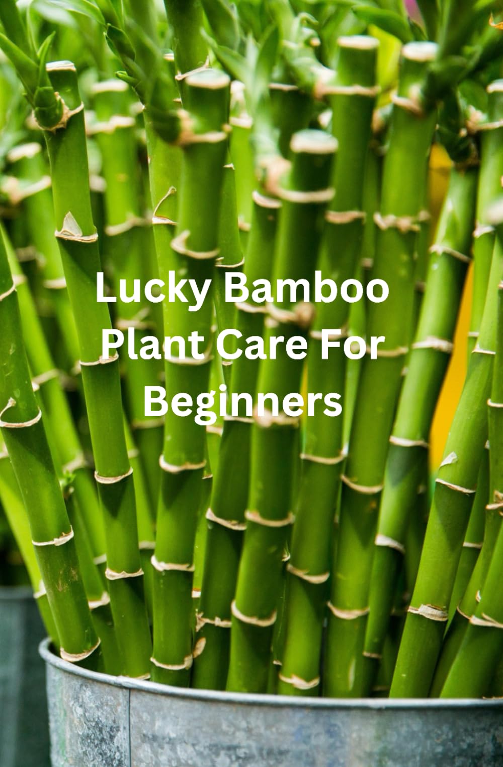 Lucky Bamboo Plant Care For Beginners: Your Complete Beginner’s Guide to How to Care and Maintain Your Lucky Bamboo