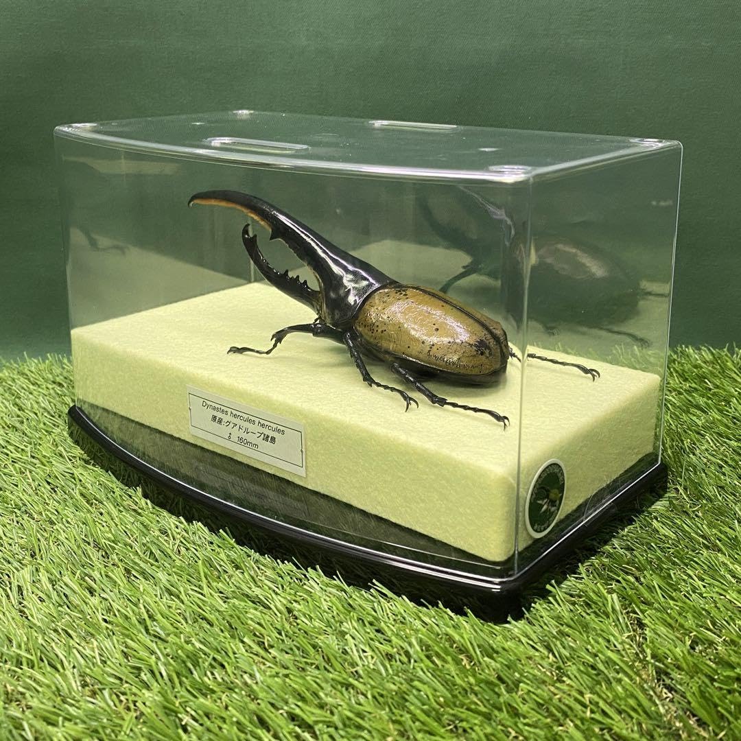 【大型】ヘラクレスオオカブト（ヘラクレス）のオブジェ（標本） 大型】ヘラクレスオオカブト（ヘラクレス）のオブジェ（標本） 【公式