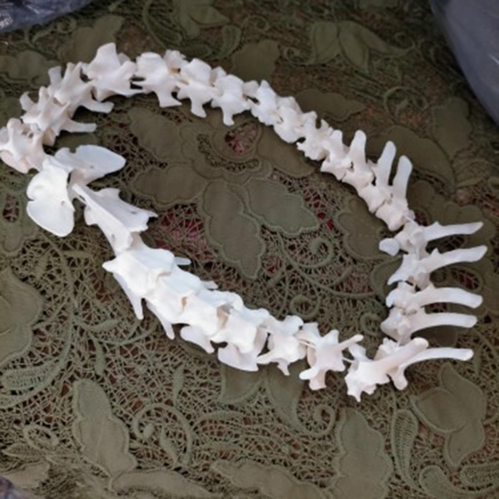 Modelo de Hueso de Esqueleto de Esqueleto de Perro Anatómico Canino Decoración de Hueso de Esqueleto de Animal para exhibición Laboratorio Enseñar Veterinaria
