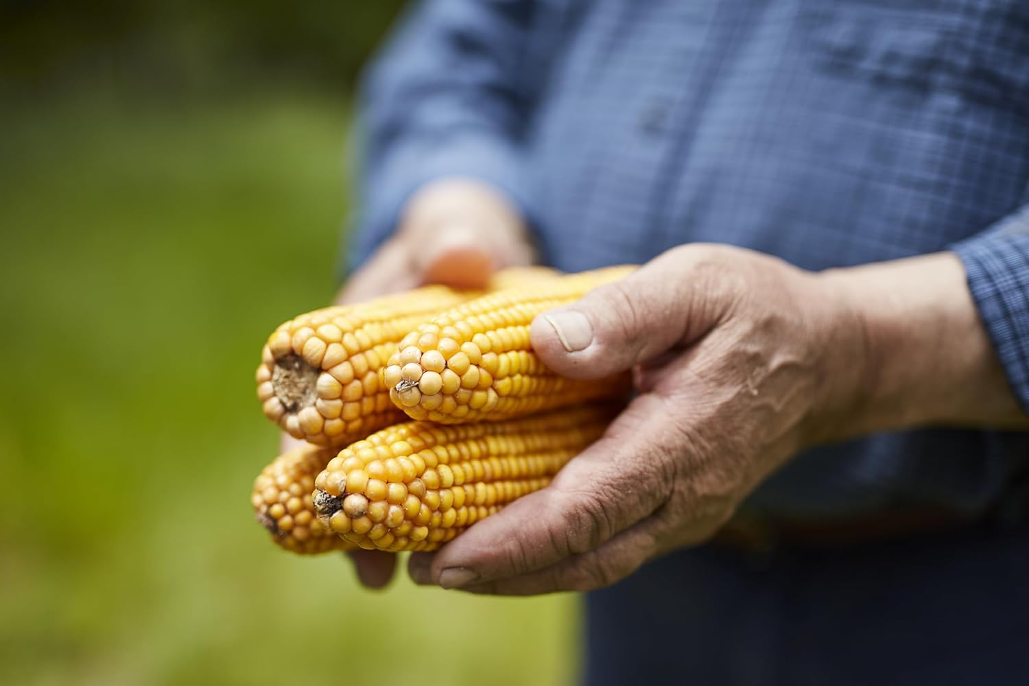 Coren Huevo Campero, Tamaño M/L, 12 Unidades - Imagen 2
