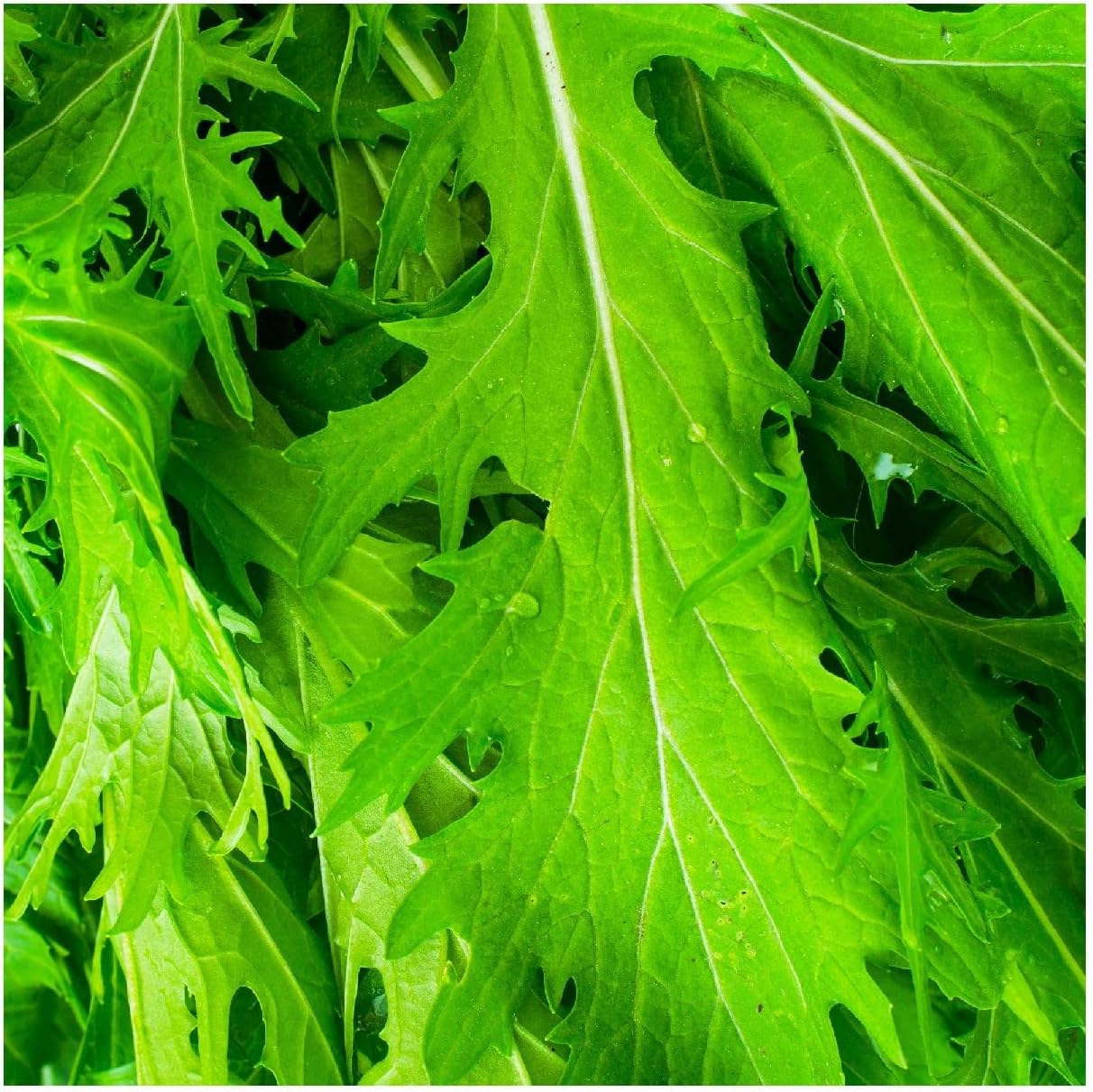 Everwilde Farms - 1 Lb Organic Mizuna Chinese Cabbage Seeds - Gold Vault Packet