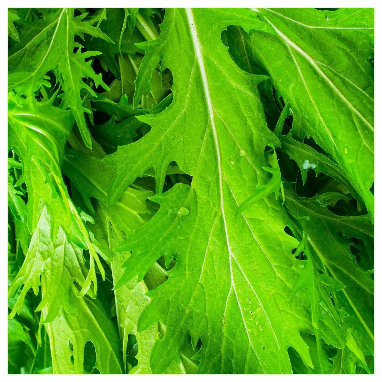 イチジクの大苗。Golden side UCR278-128 Golden Riverside Fig(UCR 278-128) ゴールデンリバーサイド