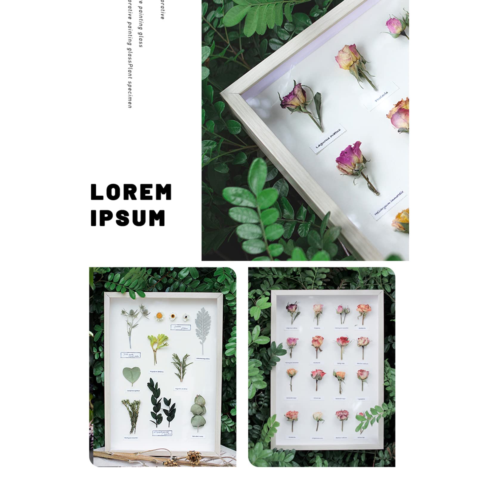 植物ディスプレイフレーム Amazon.co.jp: 植物標本フレーム、アートワークプレス花乾燥植物の葉