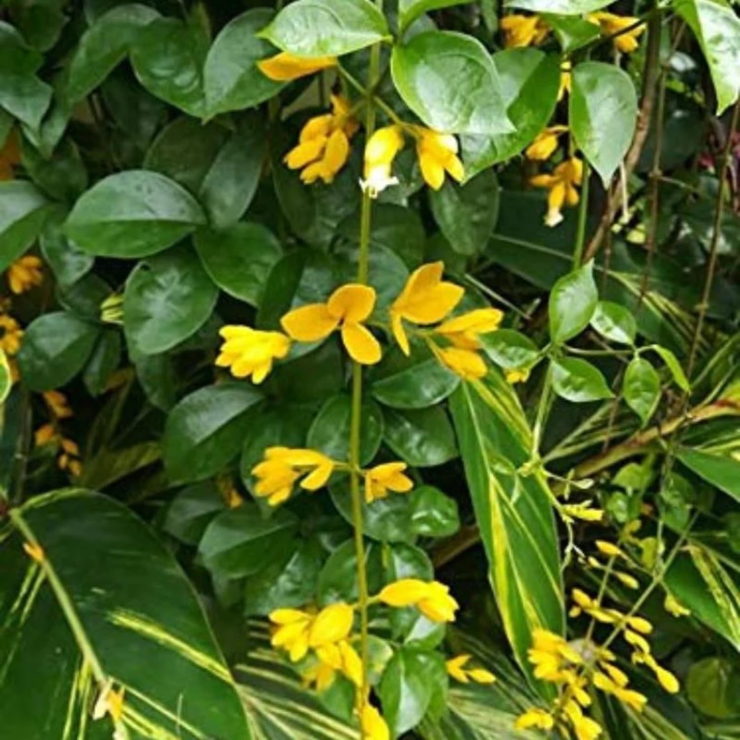 Hug A Plant | Golden Cascade Hanging Plant (Seedling Plant) (B0C7L1VPWK) Amazon Price History, Amazon Price Tracker