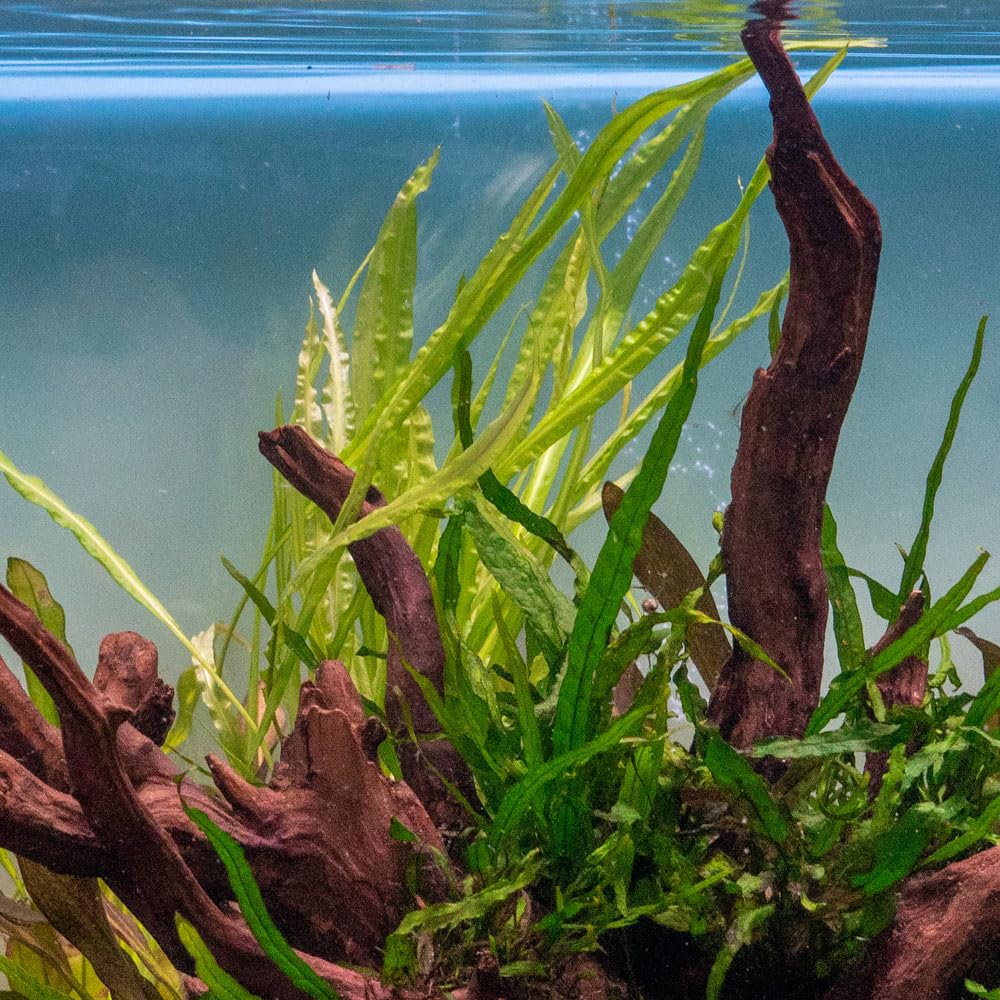 Amazon.com: SubstrateSource Cryptocoryne Live Aquarium Plants - Freshwater  Plant for Aquariums, Planted Fish Tanks - Beginner Friendly (Balansae, 1  Pot (3-5 Plants)) : Pet Supplies