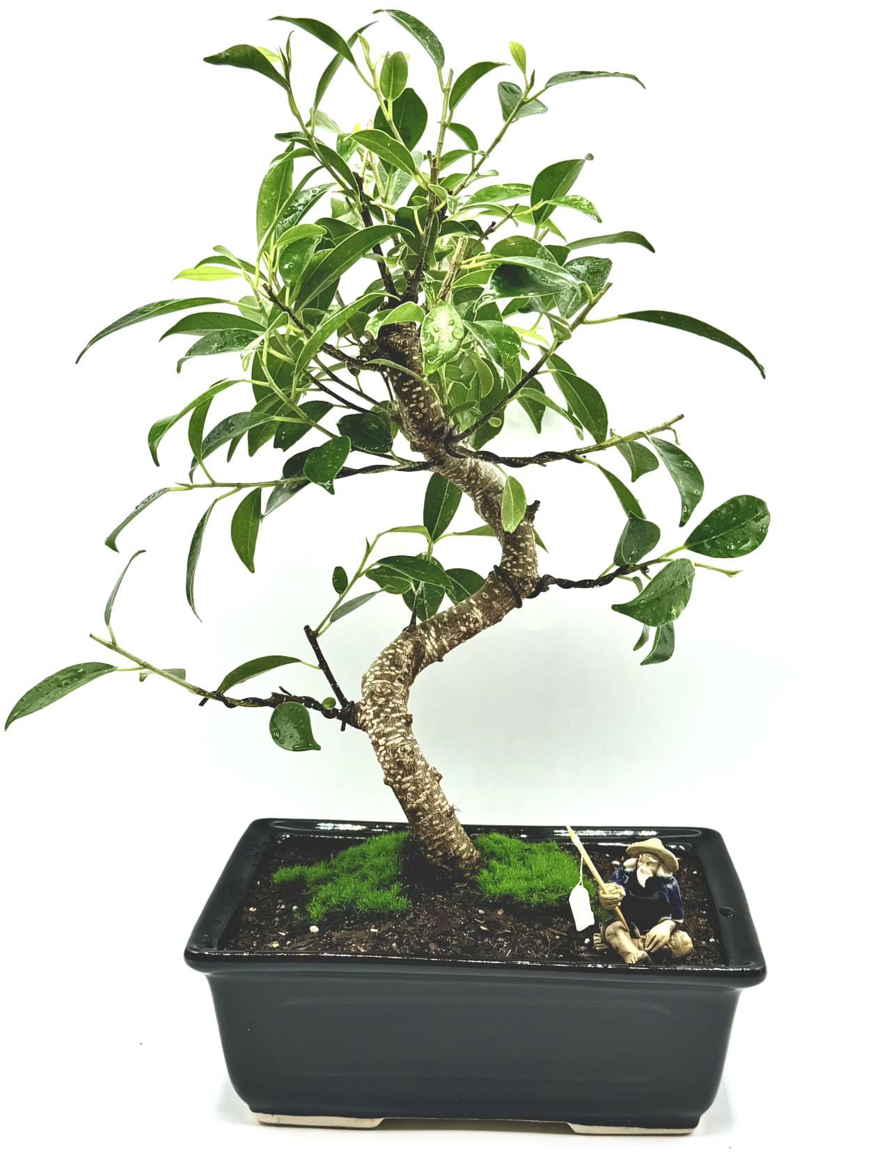 Amazon.com: Spiraling Ficus Bonsai Tree in Decorative Planter, 12