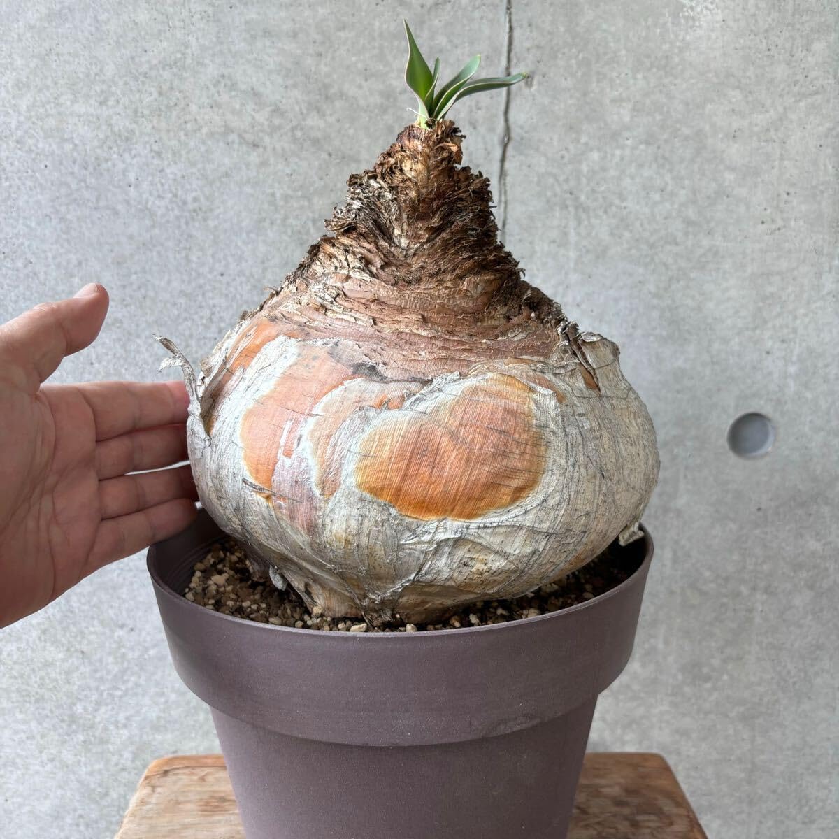 球幅約18cm］特大ブーファン・ハエマンソイデス 発根済 現地球 超選抜