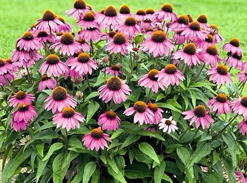 Miniatura 8 de Semillas de equinácea púrpura equinácea sin OMG reliquia