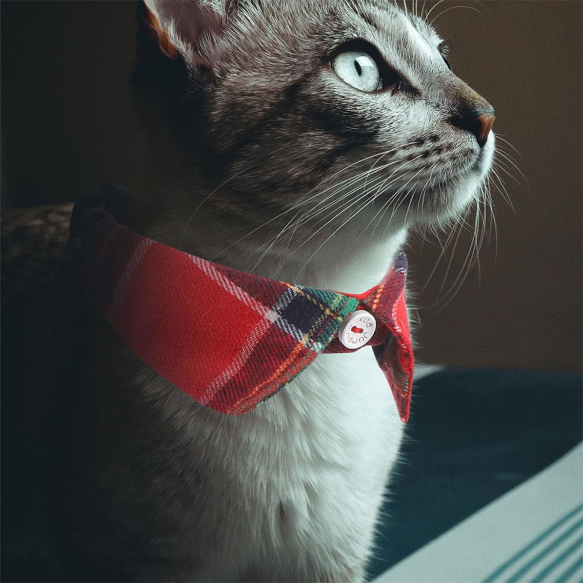 TOYANDONA 10 Pièces Collier Décoratif pour Chat avec Clochette et Nœud,