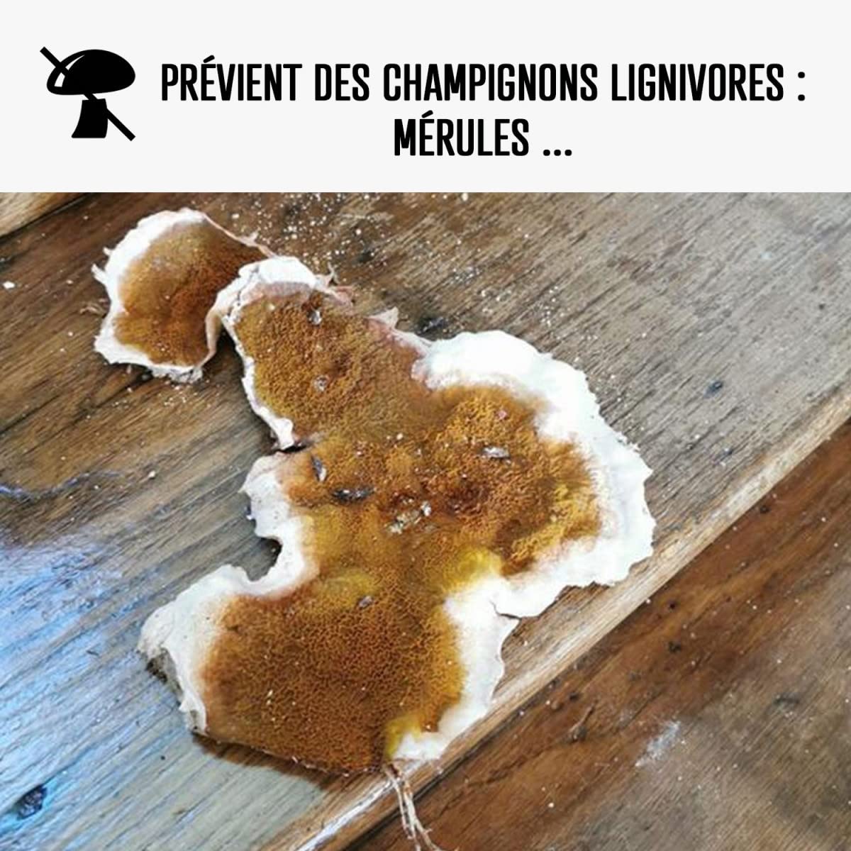 Traitement mérule, produit extérieur ou intérieur - 20 L - ARCANE INDUSTRIES