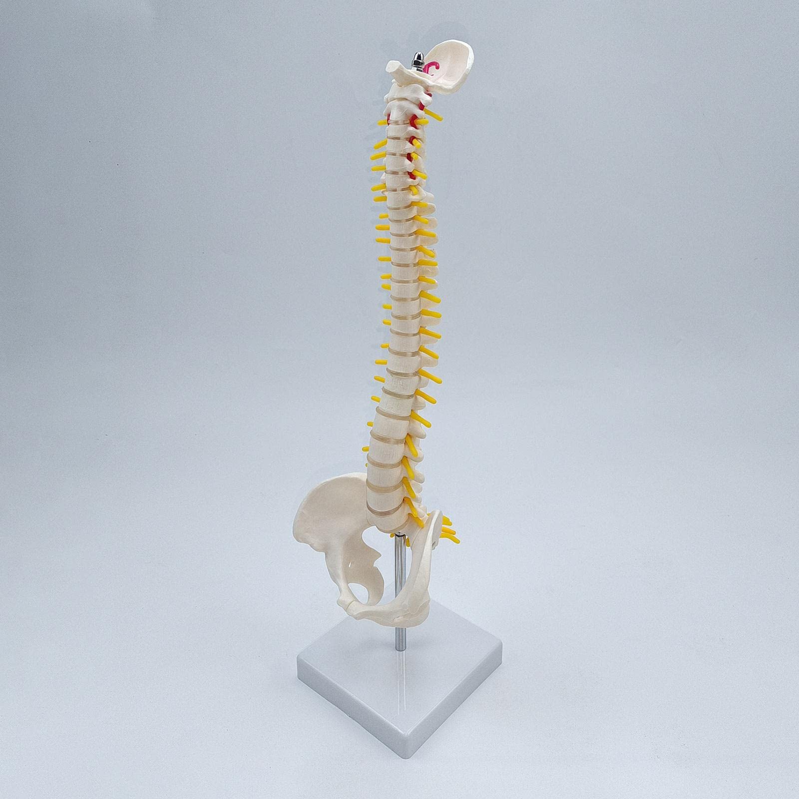 Modelo de Vertebral Humana La Vertebral Modelo de Esqueleto Lumbar Pelvis PVC Flexible con Base para Demostración, de pie