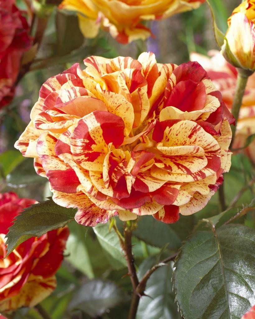 M-Tech Gardens Rare Hybrid Rose Flowering Plant (The Mayflower, Bud Grafted) Exotic 1 Live Flowering Plant (B077K8LY7C) Amazon Price History, Amazon Price Tracker