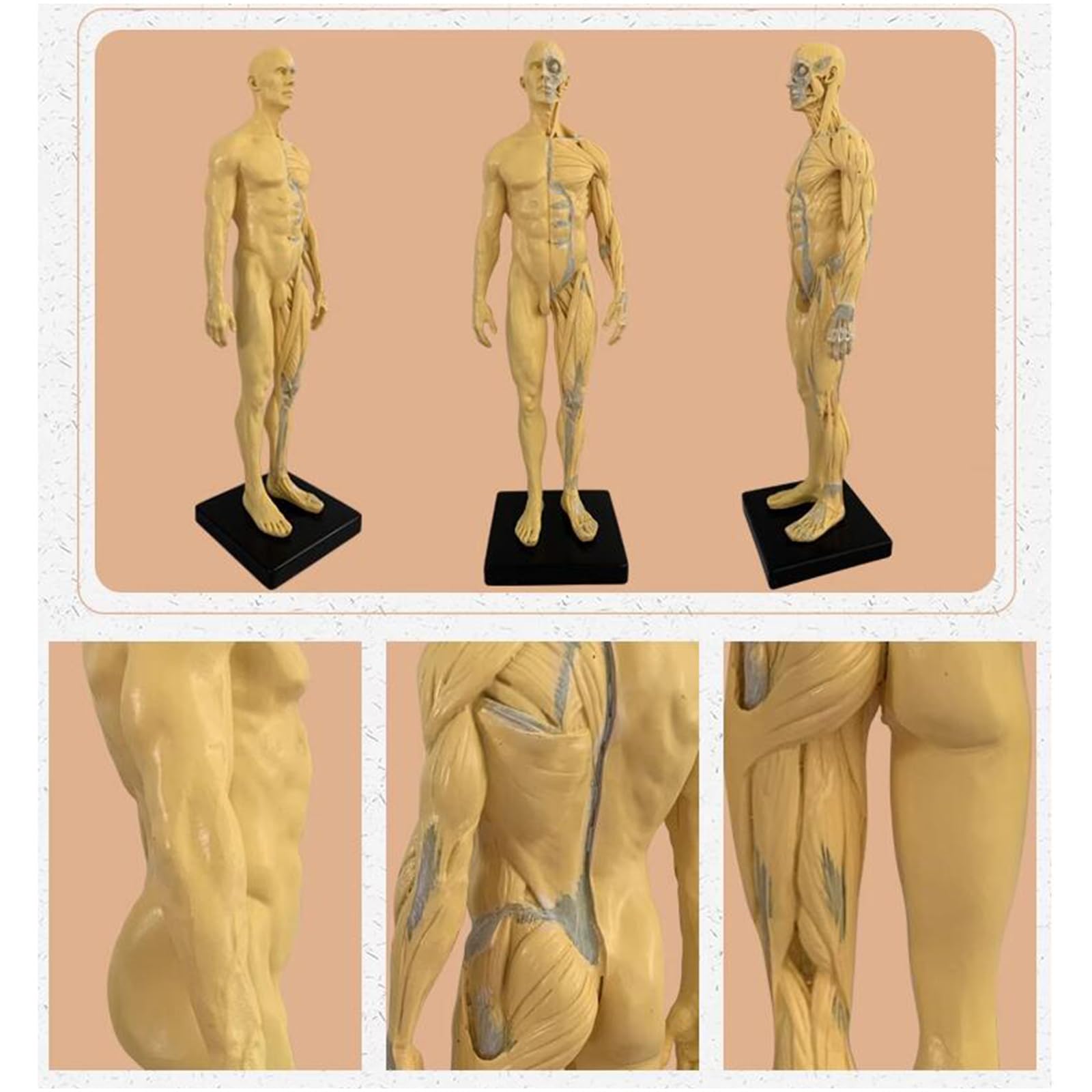 Model Anatomiczny Człowieka - 11-Calowa Figurka Anatomiczna Człowieka - Ecorche I Skóra, Czaszka, Głowa, Ciało, Mięśnie, Kość, Model Żywiczny Do Nauczania I Edukacji, B,C