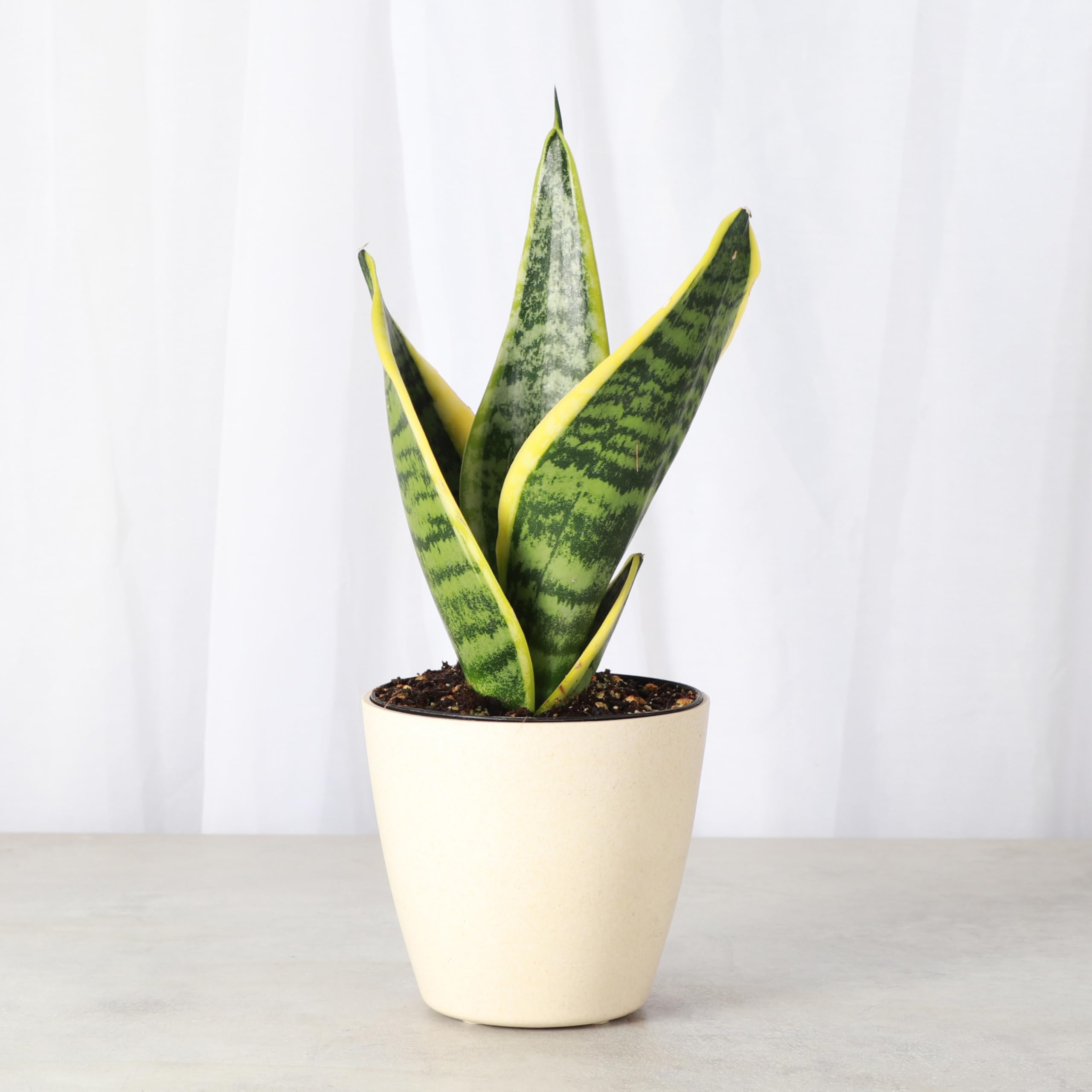 Amazon.com : Thorsen's Greenhouse Variegated Snake Plant, Dracaena