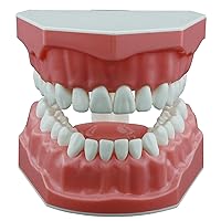 Vista 2 de Dentales Typodont Dientes Modelo 1:1 Cepillado Uso de hilo dental Demostración estándar normal para adultos Demostración estándar para enseñar a