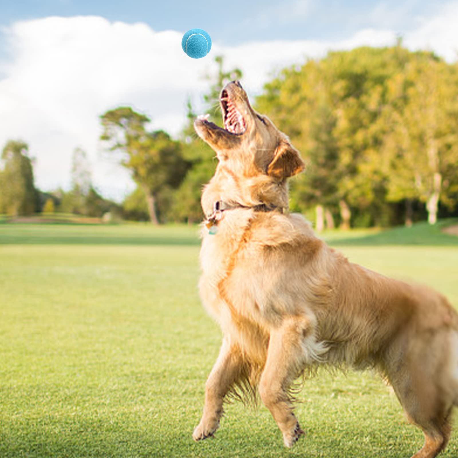 Tebery Tennisbälle für Fortgeschrittene, für Anfänger, Übungsbälle für Haustiere, Hunde, mit Netztasche für einfachen Transport, 20 Stück