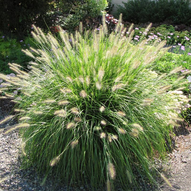 2 Fountain Grass Ornamental Grasses Live Plants Perennial, Live White Grass Plant Size 7-12 Inc Tall, No Pot