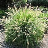Miscanthus Grass, Hameln Dwarf Fountain Grass Hameln Live Grass Plants in 4 Inches Pot