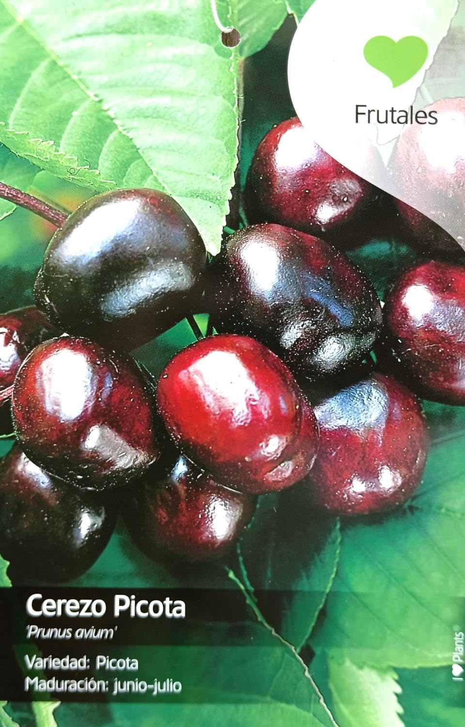 Garden Center Shop | Cerezo Picota M25 | Árbol Frutal Natural de Cereza | Fruta Dulce y Jugosa | Planta Exterior para Huerto o Jardín