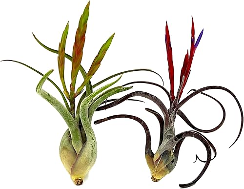 Miniatura 7 de ragnaroc Plantas de aire  Tillandsia Tenuifolia Green, grande 3-5 pulgadas  1 unidad  Llegada viva garantizada  Plantas de interior para decoración
