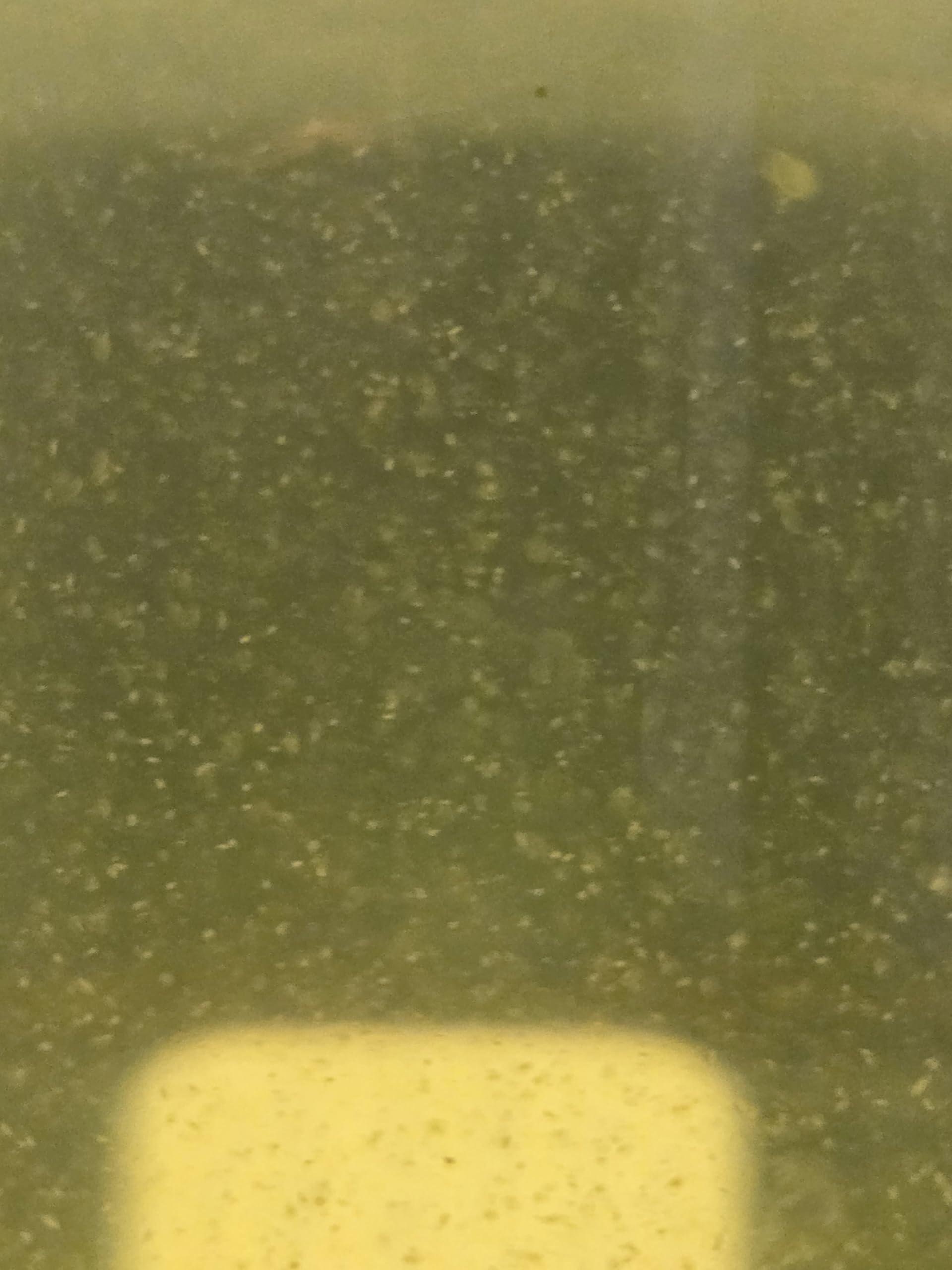 Live Marine Rotifer Culture (250ml) - PREMIUM UK SUPPLIER - Phytoplankton Enriched - Ready to Use Aquarium Food