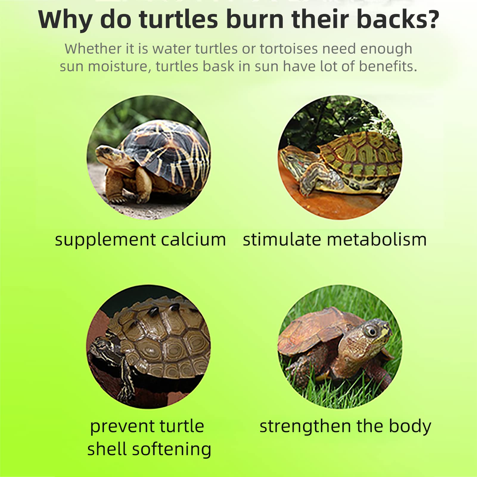 Amazon.co.jp: Keppy Turtle スロープ 亀 バスキングプラットフォーム