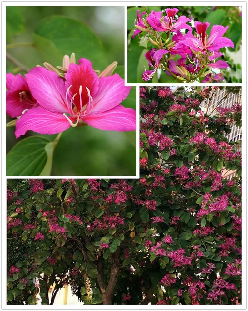 Bauhinia Purpurea Seeds The Geranium Tree 30 Seeds
