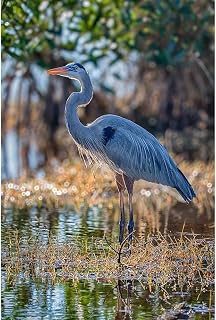 ArtDirect A great blue heron stands majestically over the wetland it calls home. Art Print Giclee Poster by Richardson, Larry - Sizes 7x10, 9x14, 13x20, 24x36, 32x48, and 40x60 Inches