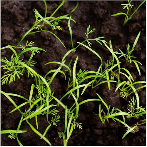 Miniatura 5 de Everwilde Farms - 1000 semillas de hierbas de eneldo orgánico - Paquete Gold Vault